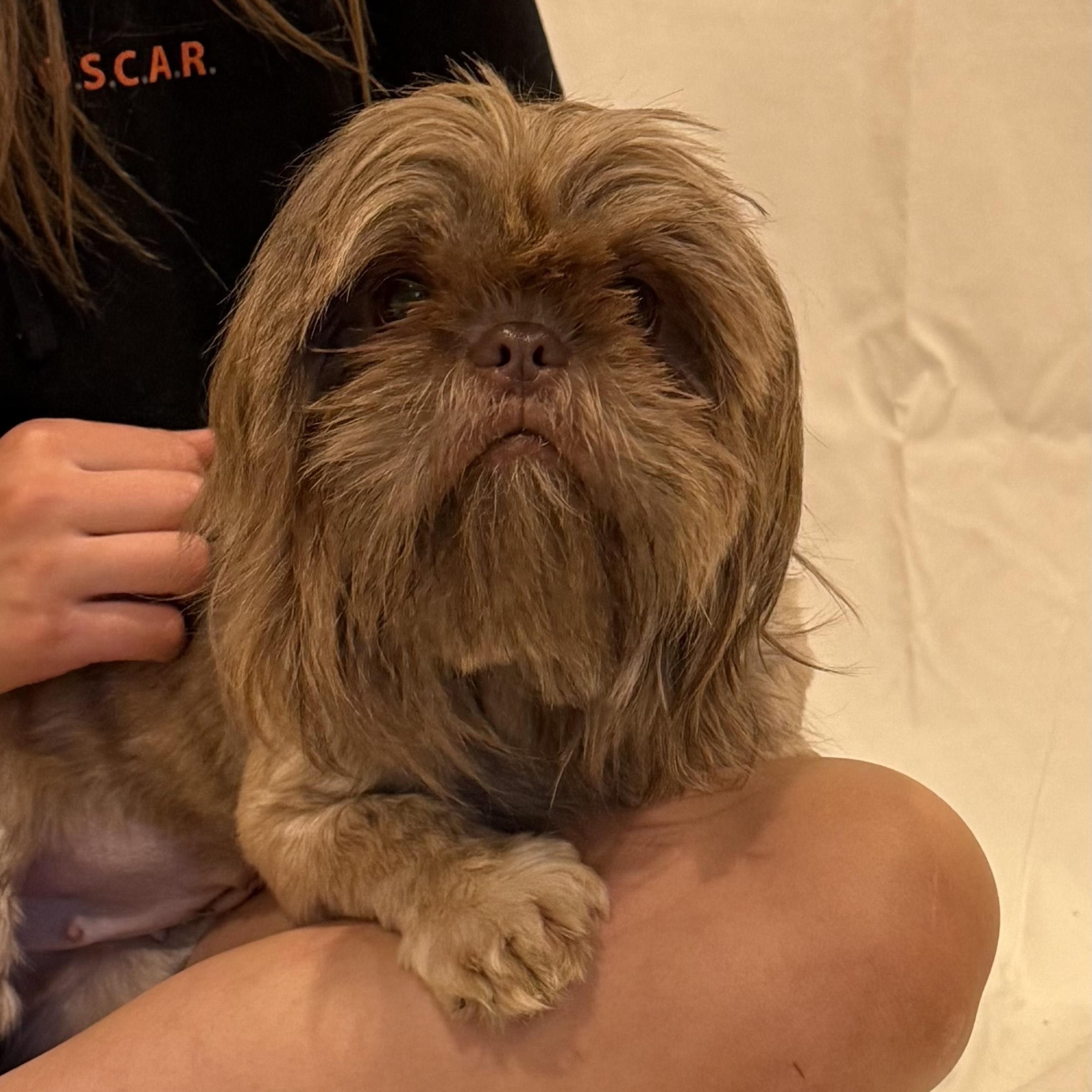 Enlarge Hazel, a ADOPTABLE mixed breed in Sparta, NJ image 4/6