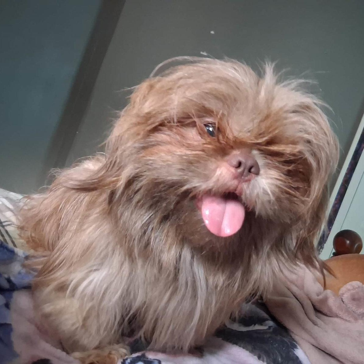 Enlarge Hazel, a ADOPTABLE mixed breed in Sparta, NJ image 3/6