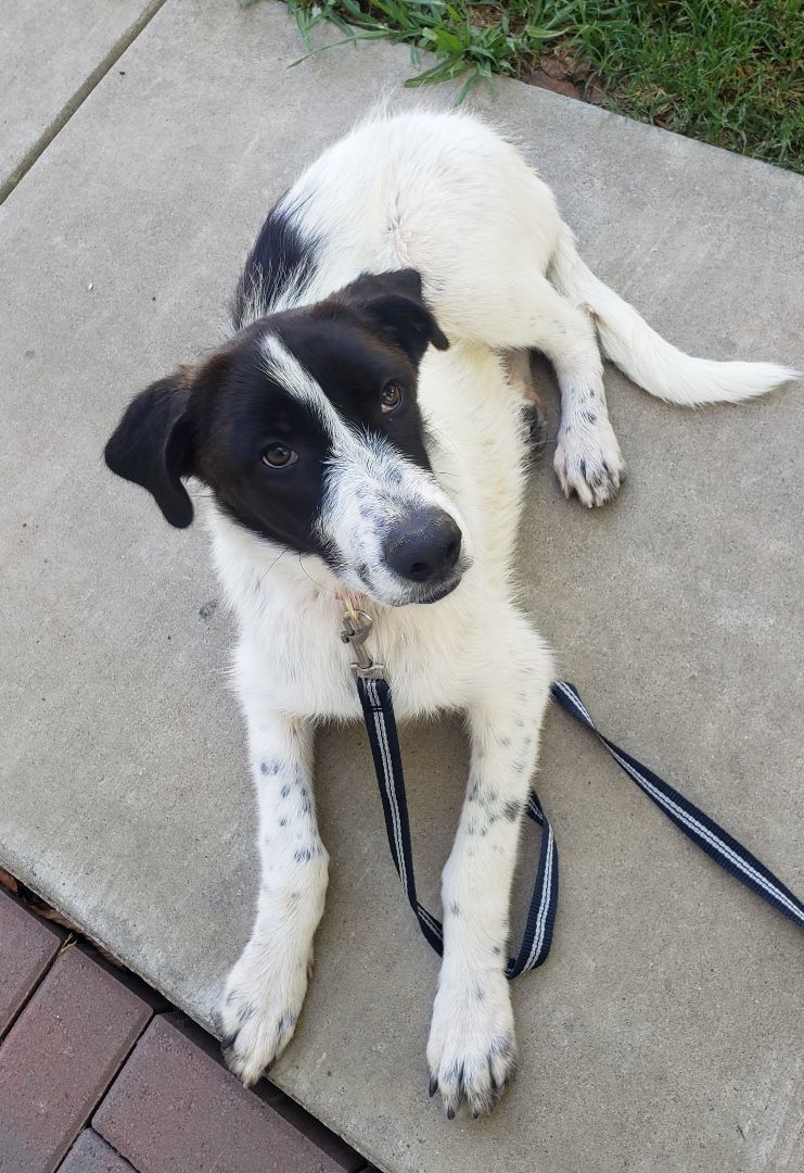 Ari (aka Arizona), Adopted, Puppy Female Cattle Dog.