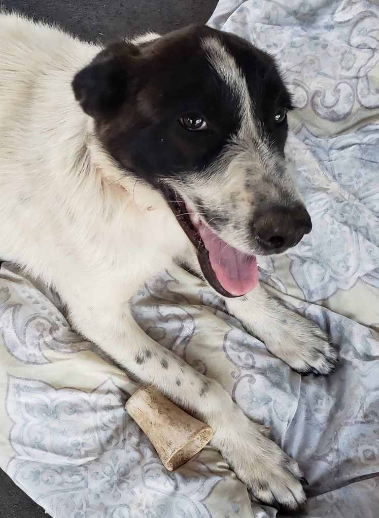 Ari (aka Arizona), a Adopted mixed breed in Oakdale, CA image 2/10