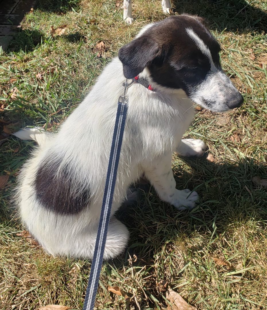 Ari (aka Arizona), a Adopted mixed breed in Oakdale, CA image 3/10