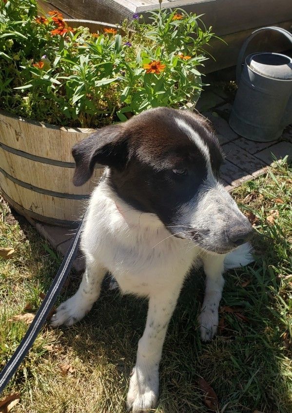 Ari (aka Arizona), a Adopted mixed breed in Oakdale, CA image 4/10