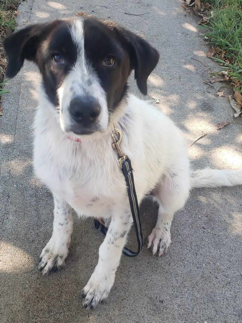 Ari (aka Arizona), a Adopted mixed breed in Oakdale, CA image 5/10