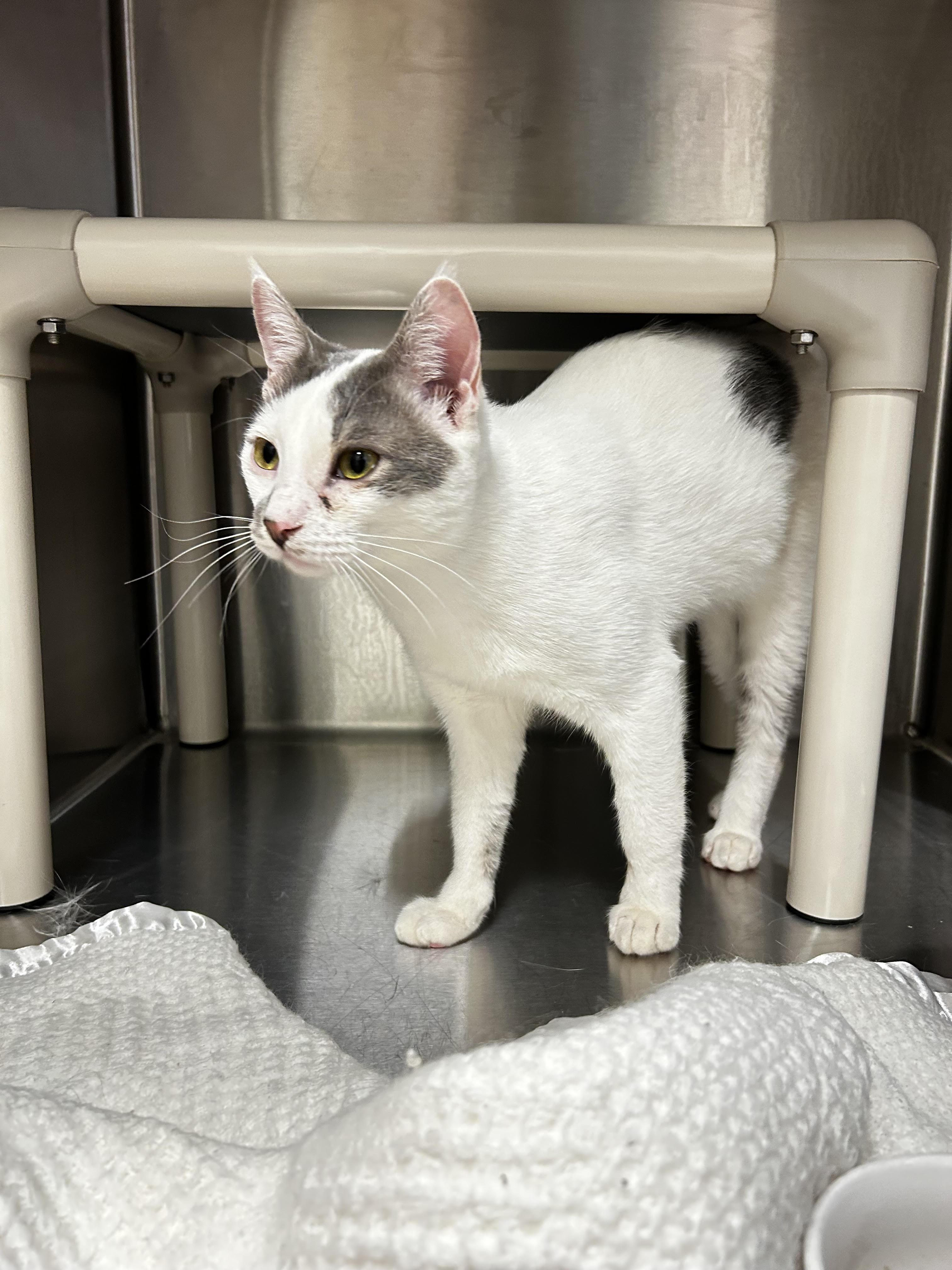 Enlarge Hickory, an adopted Domestic Short Hair in Evanston, IL image 1/1