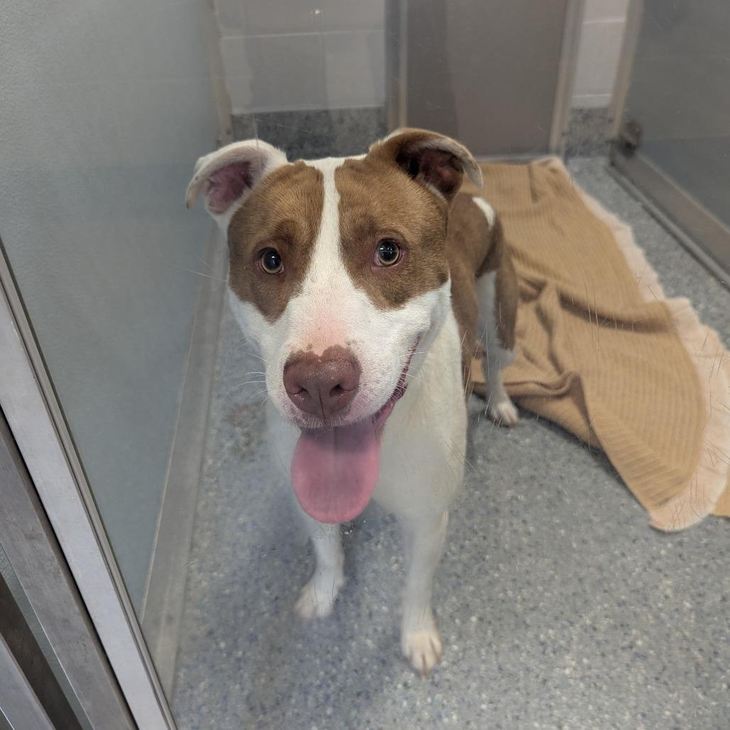 Callo, a Adoptable Pit Bull Terrier in Charlottesville, VA image 1/6