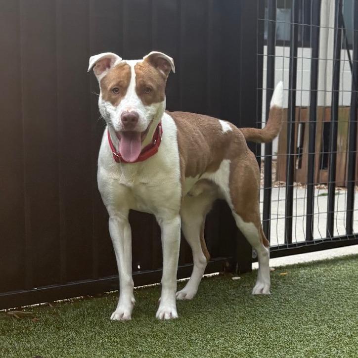 Callo, a Adoptable Pit Bull Terrier in Charlottesville, VA image 2/6