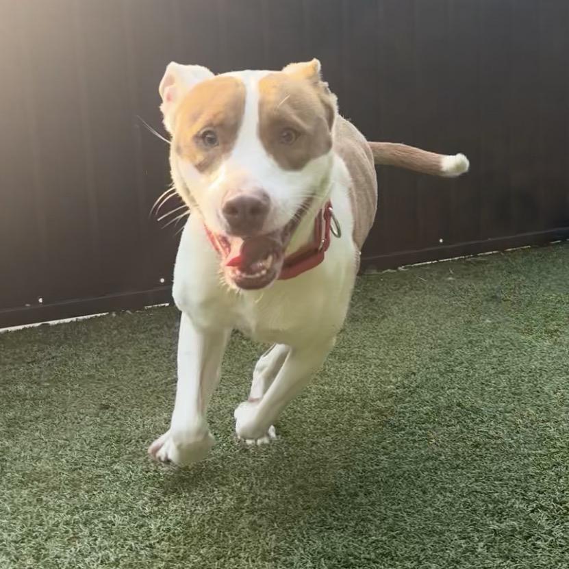 Callo, a Adoptable Pit Bull Terrier in Charlottesville, VA image 3/6