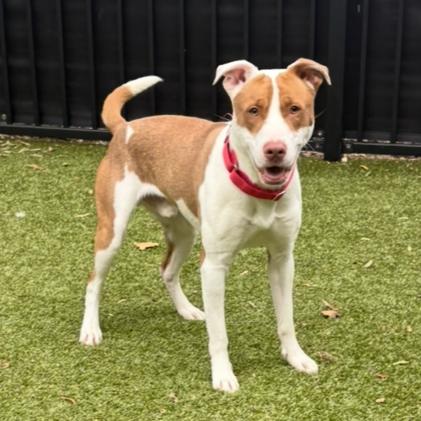 Callo, a Adoptable Pit Bull Terrier in Charlottesville, VA image 4/6