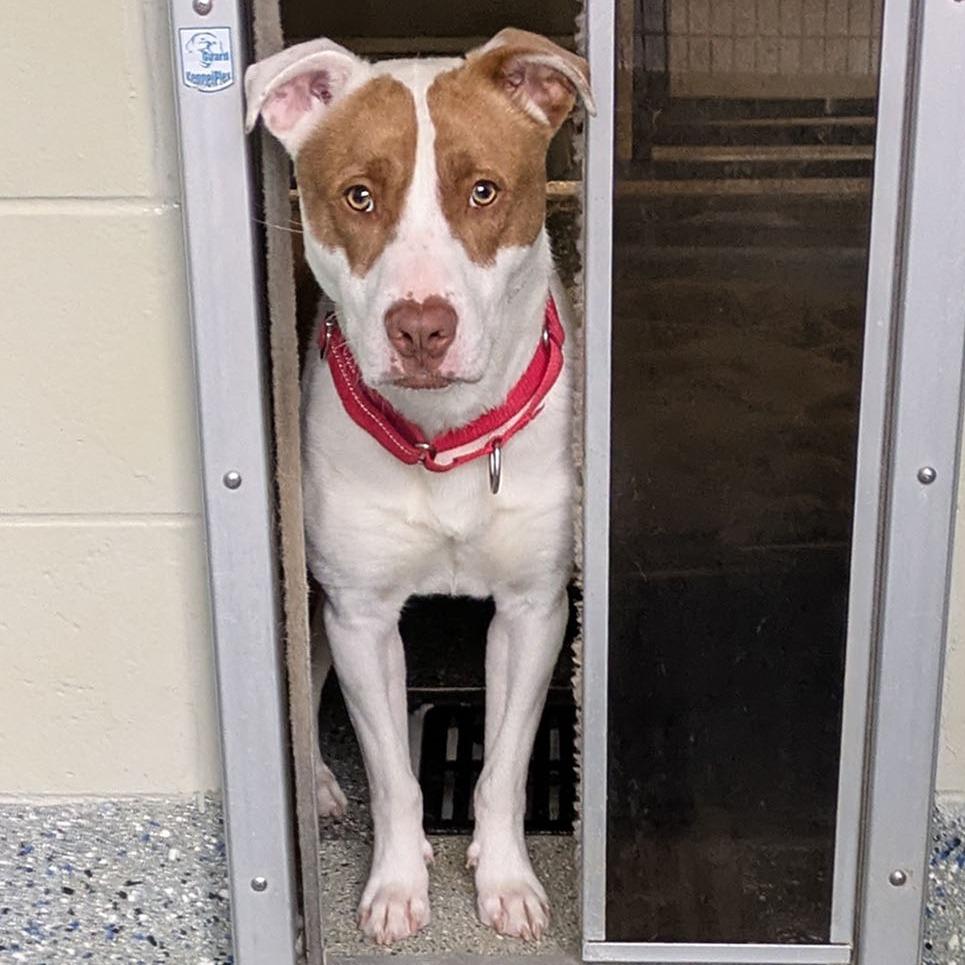 Callo, a Adoptable Pit Bull Terrier in Charlottesville, VA image 5/6