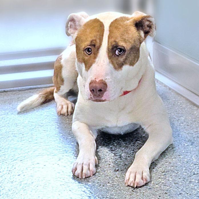 Callo, a Adoptable Pit Bull Terrier in Charlottesville, VA image 6/6