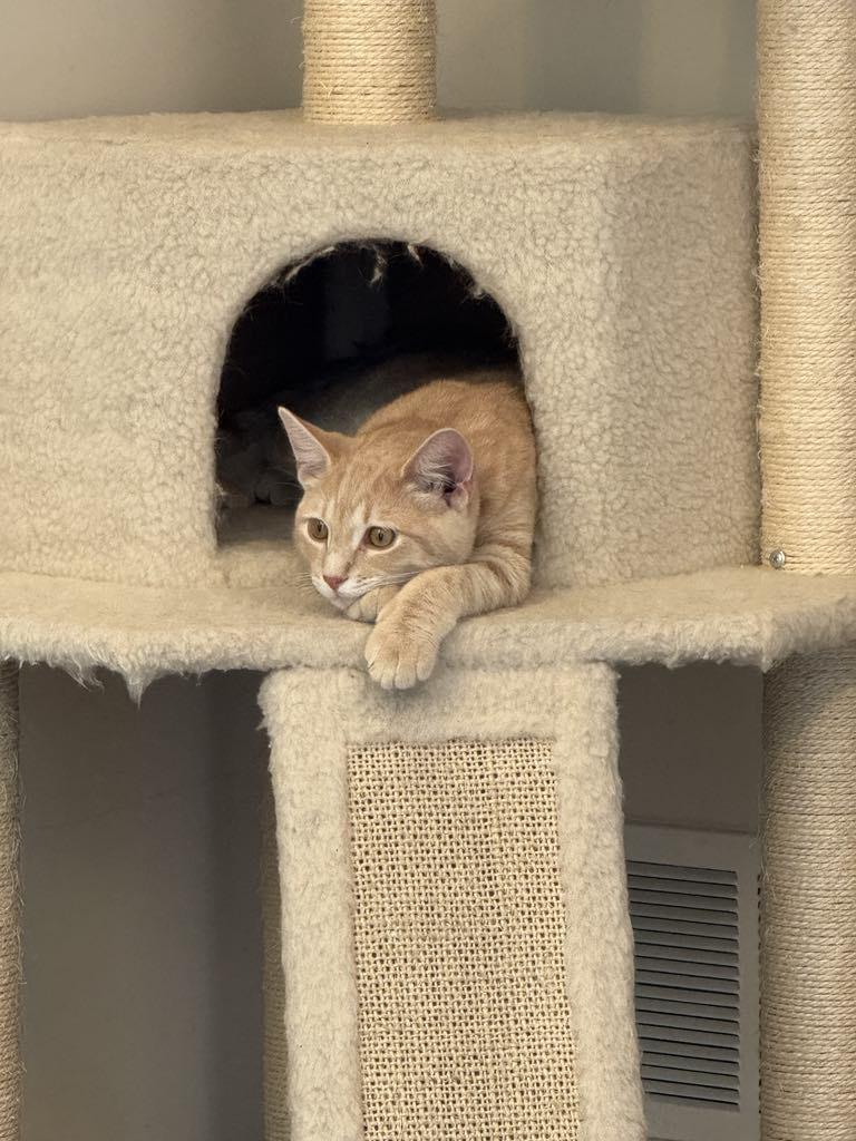 Enlarge Cashew, a Adopted Domestic Short Hair in Story City, IA image 1/3