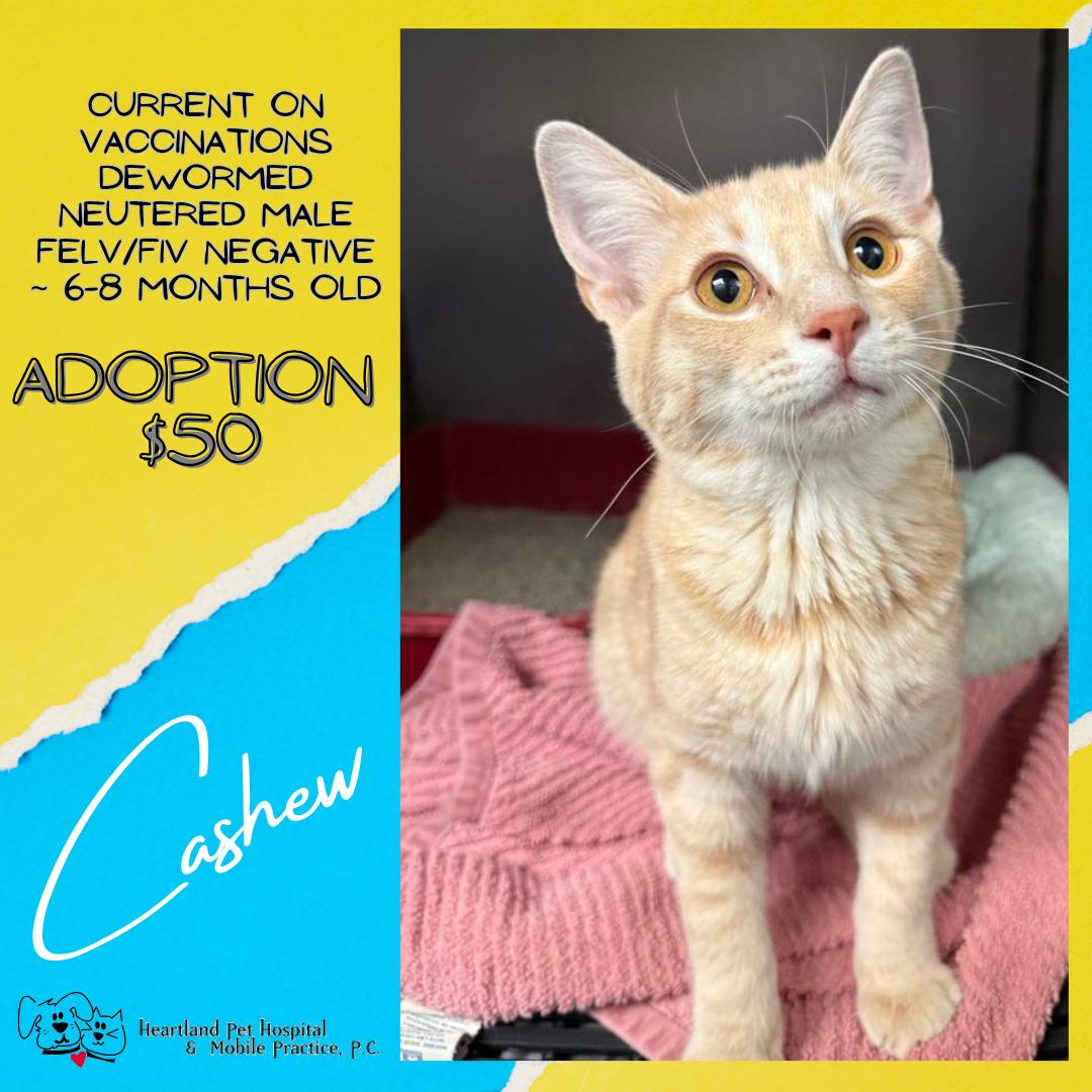 Enlarge Cashew, a Adopted Domestic Short Hair in Story City, IA image 3/3