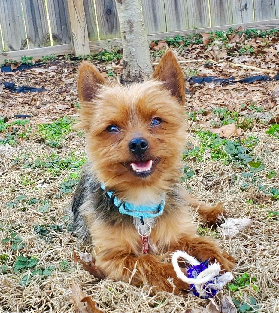 Finegan, adopted, Young Male Yorkshire Terrier.