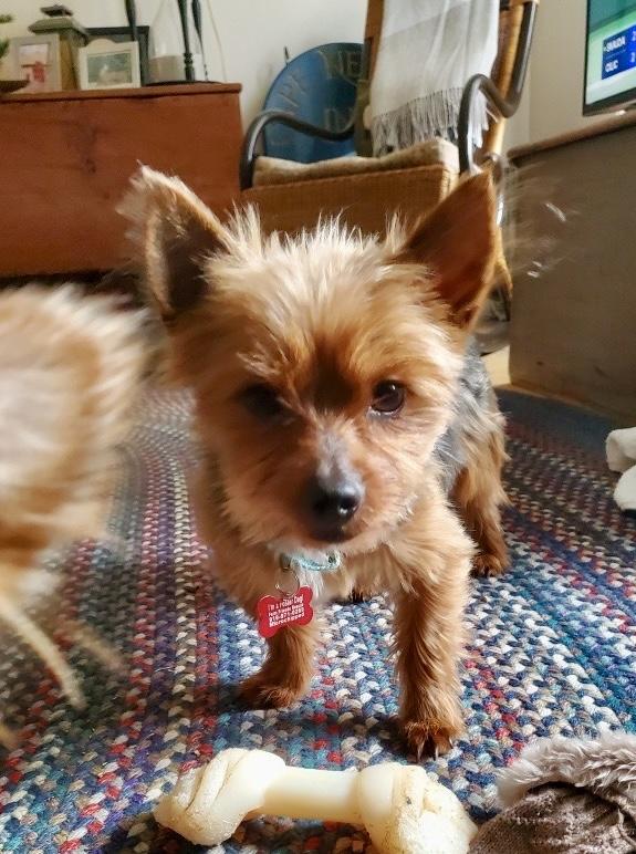 Enlarge Finegan, an adopted Yorkshire Terrier in Pittsboro, NC image 3/4