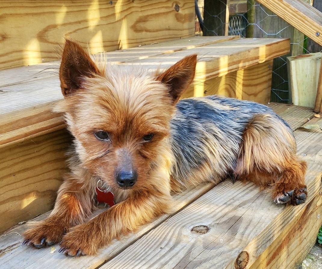 Enlarge Finegan, an adopted Yorkshire Terrier in Pittsboro, NC image 4/4