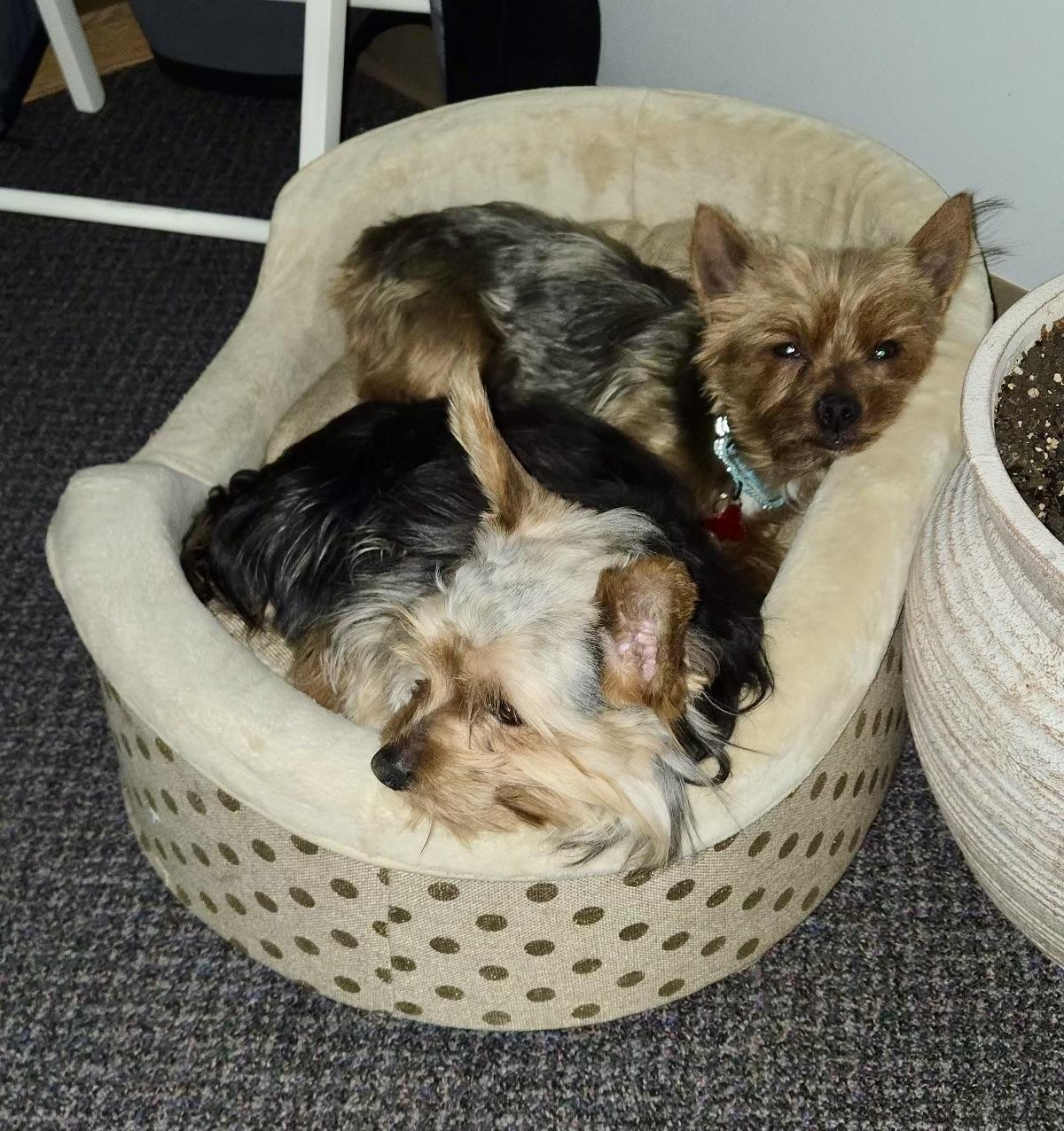 Enlarge Finegan, an adopted Yorkshire Terrier in Pittsboro, NC image 2/4