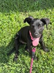 Enlarge MINNIE, a Adoptable mixed breed in Houston, TX image 1/1