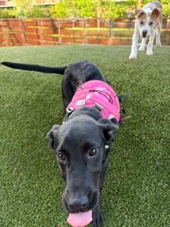 MINNIE, Adoptable, Young Female Labrador Retriever & Mixed Breed.