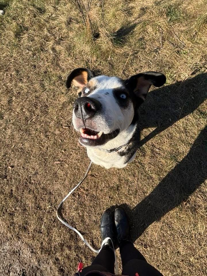 Enlarge Sully, a Adoptable mixed breed in GUELPH, ON image 1/5