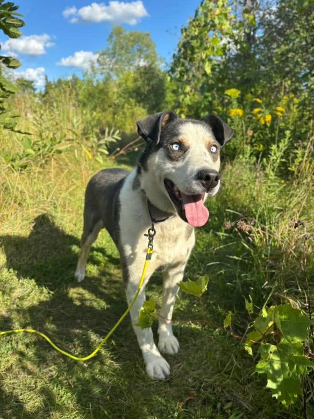 Enlarge Sully, a Adoptable mixed breed in GUELPH, ON image 3/5