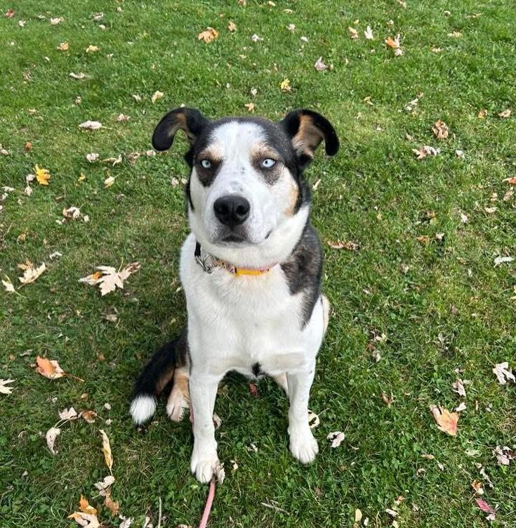 Enlarge Sully, a Adoptable mixed breed in GUELPH, ON image 4/5