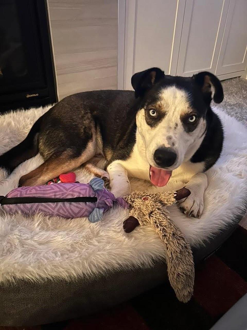 Enlarge Sully, a Adoptable mixed breed in GUELPH, ON image 5/5