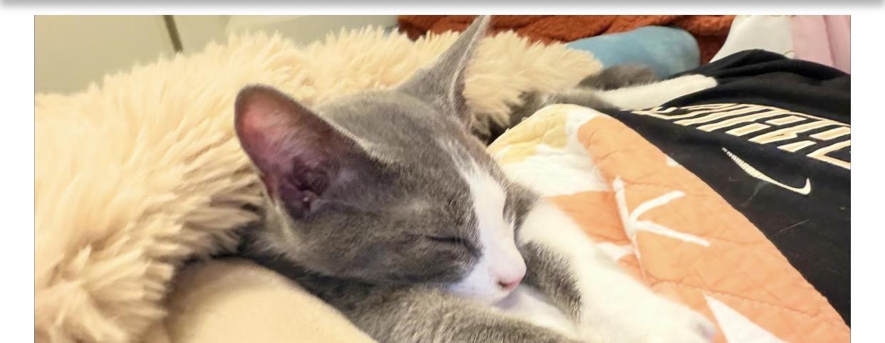 Shadow and Binx, a Adoptable mixed breed in Pinson, AL image 1/4