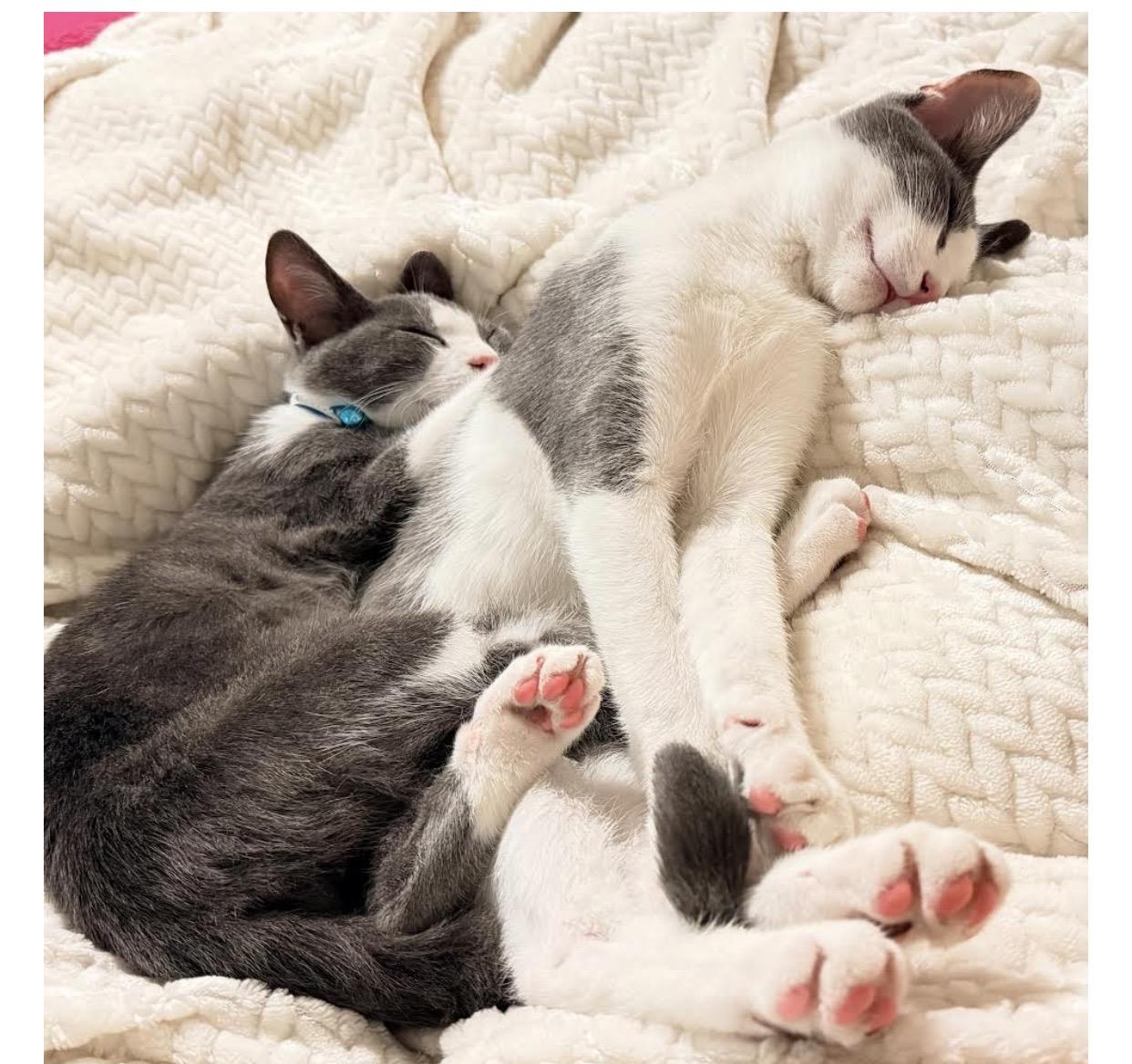 Shadow and Binx, a Adoptable mixed breed in Pinson, AL image 2/4