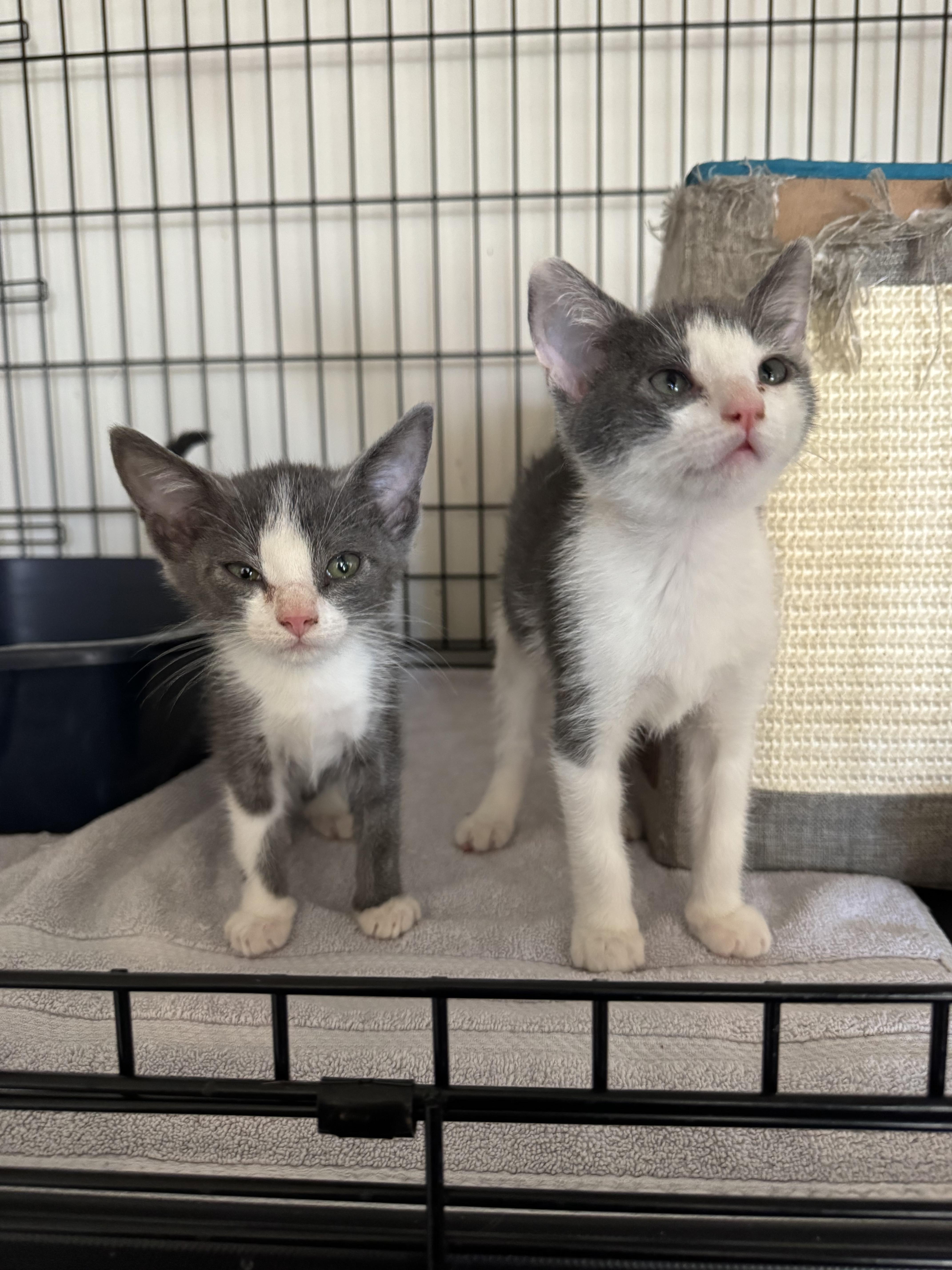 Shadow and Binx, a Adoptable mixed breed in Pinson, AL image 3/4