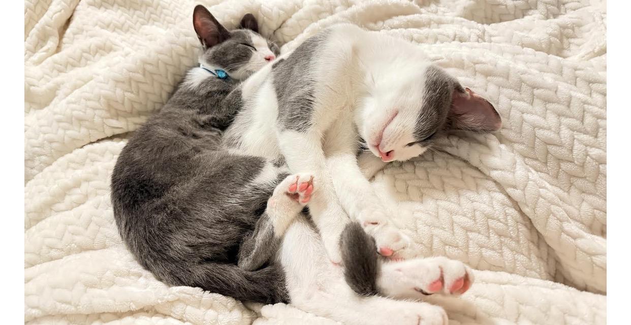 Shadow and Binx, a Adoptable mixed breed in Pinson, AL image 4/4