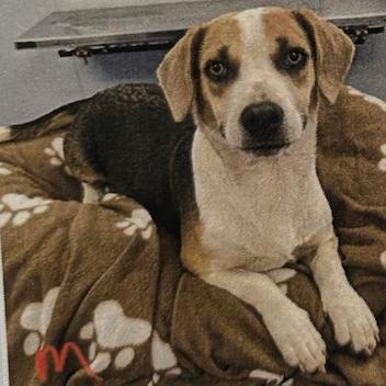 Oatchi, Adoptable, Young Male Dachshund & Beagle.