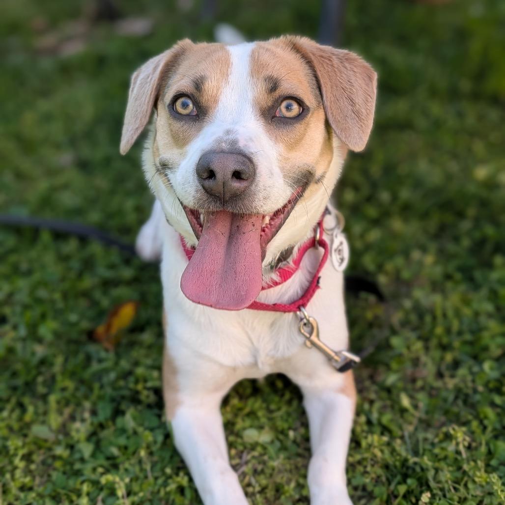 Enlarge Oatchi, a Adoptable mixed breed in Raleigh, NC image 2/6