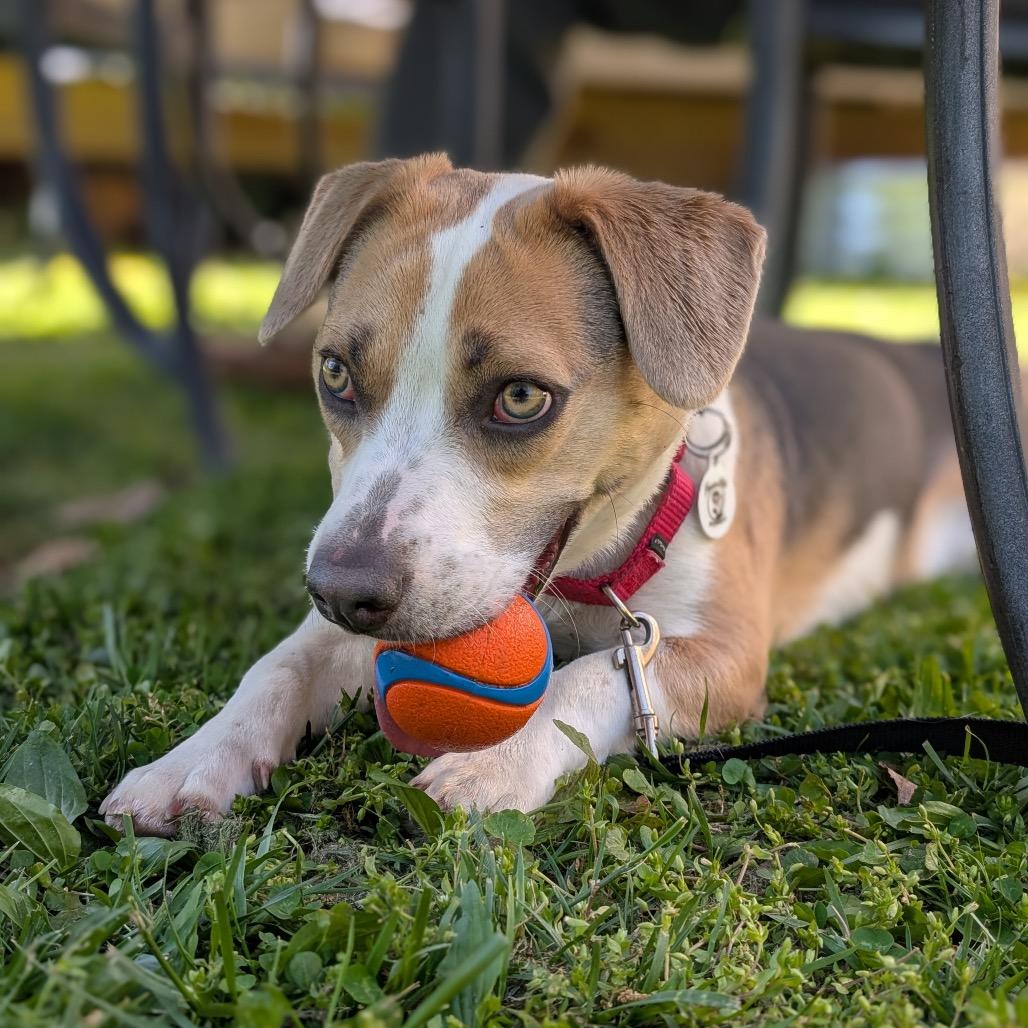 Enlarge Oatchi, a Adoptable mixed breed in Raleigh, NC image 3/6