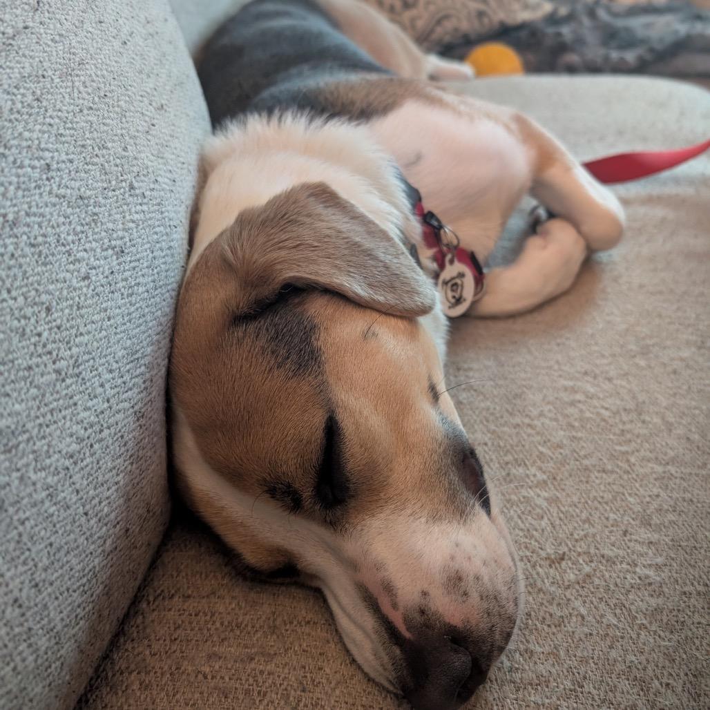 Enlarge Oatchi, a Adoptable mixed breed in Raleigh, NC image 4/6