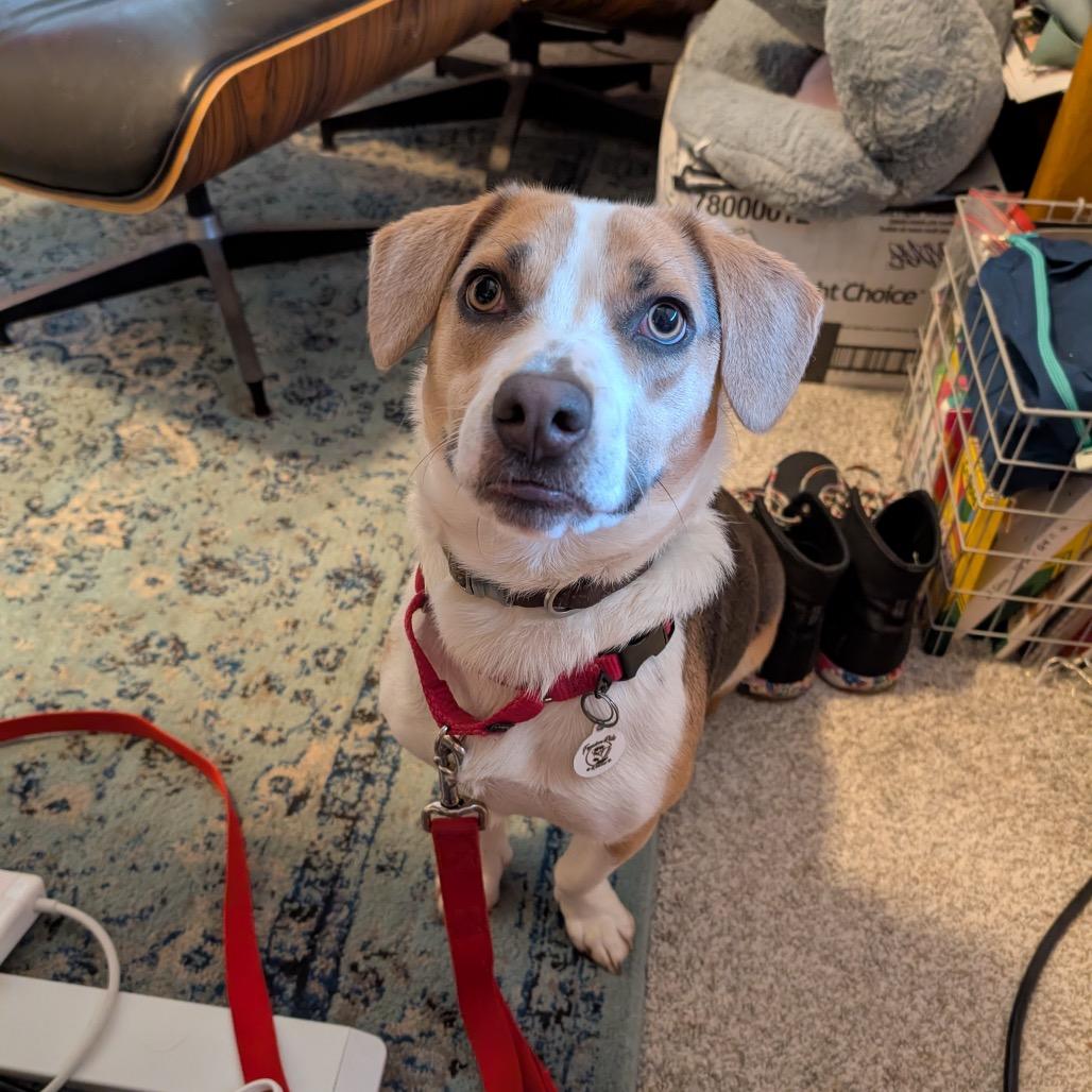 Enlarge Oatchi, a Adoptable mixed breed in Raleigh, NC image 5/6