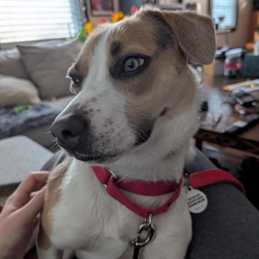 Enlarge Oatchi, a Adoptable mixed breed in Raleigh, NC image 6/6