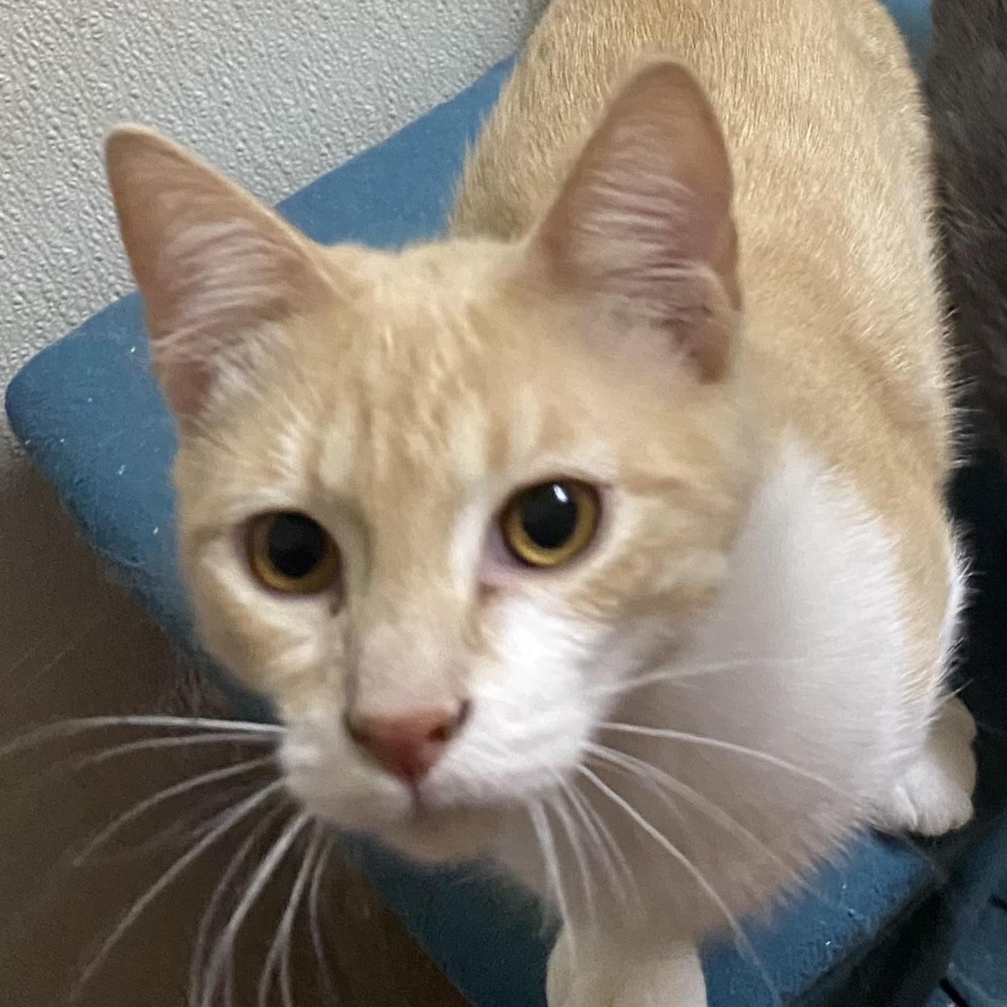 Hexagon, Adoptable, Young Male Domestic Medium Hair & Domestic Short Hair.