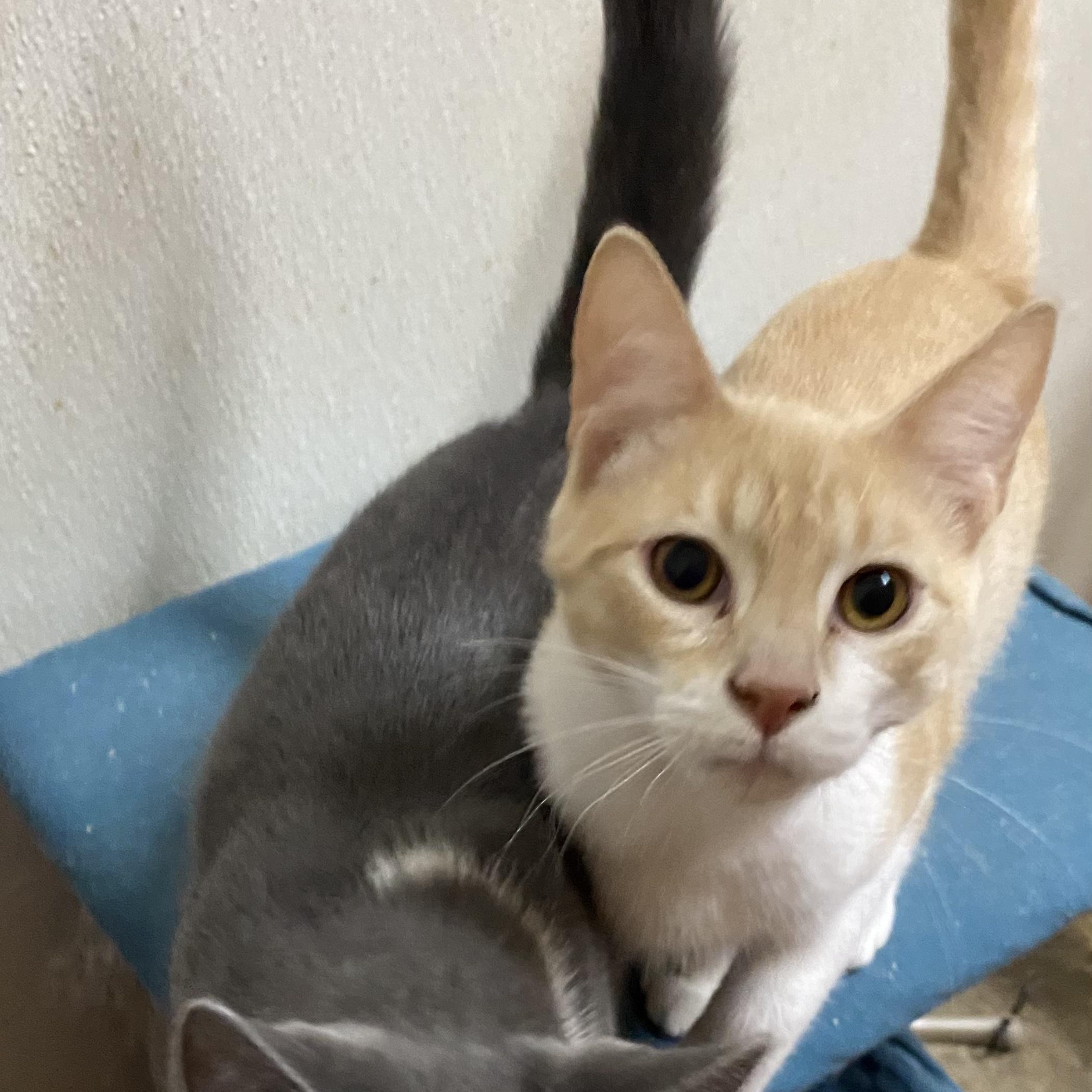 Enlarge Hexagon, a Adoptable mixed breed in Stanwood, WA image 3/4