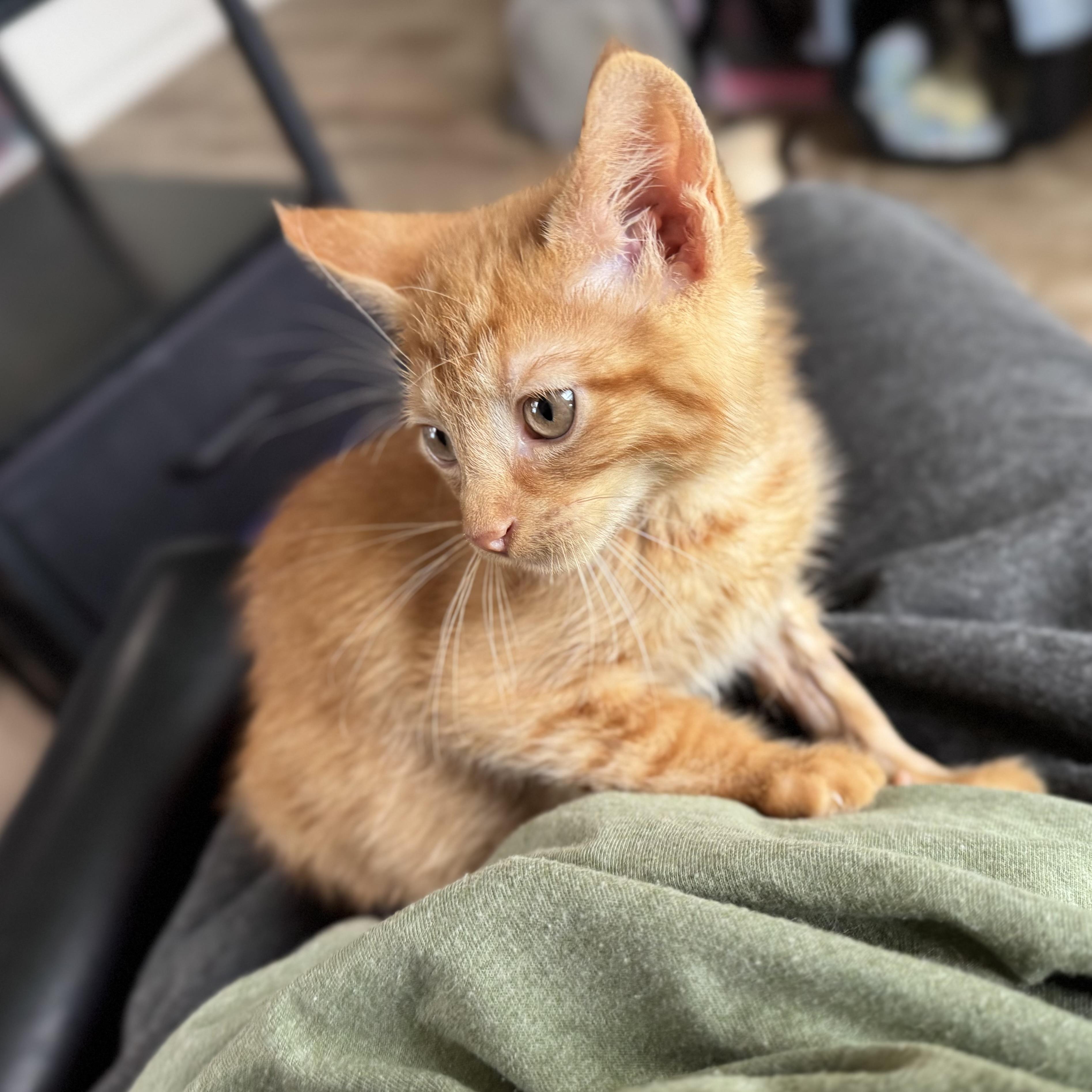 Enlarge Monte, a Adoptable Domestic Short Hair in China Township, MI image 5/6