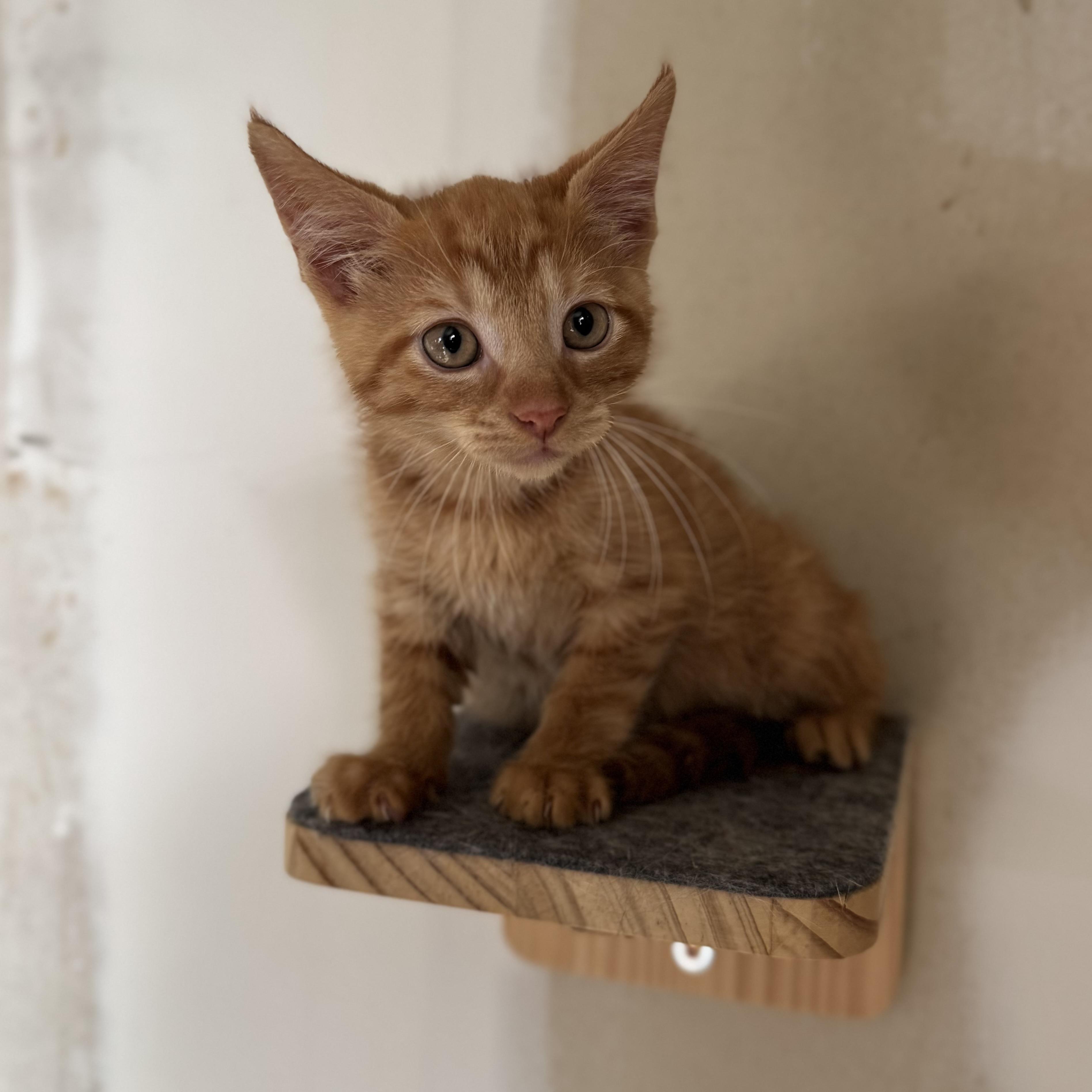 Enlarge Monte, a Adoptable Domestic Short Hair in China Township, MI image 2/6