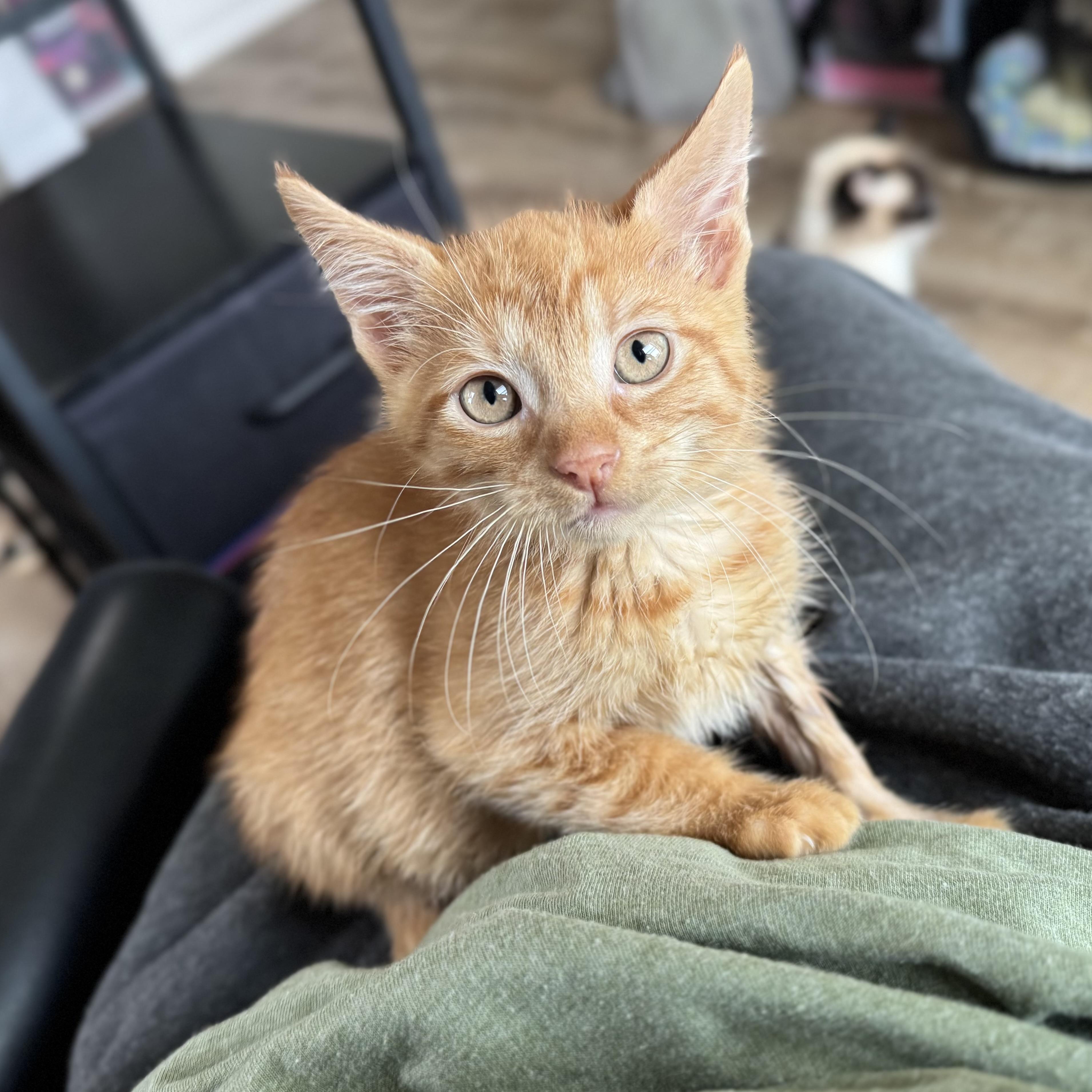 Enlarge Monte, a Adoptable Domestic Short Hair in China Township, MI image 1/6