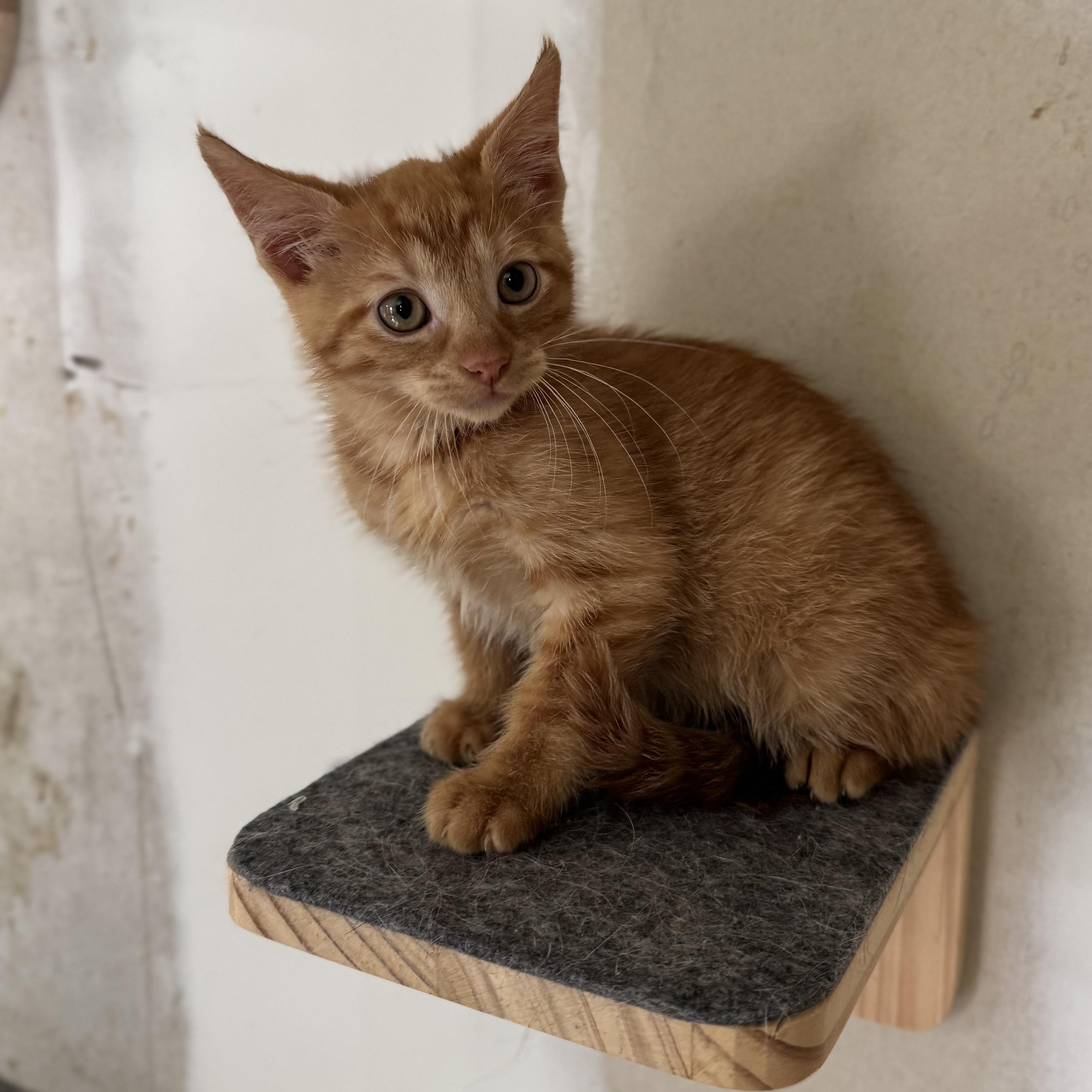 Enlarge Monte, a Adoptable Domestic Short Hair in China Township, MI image 6/6