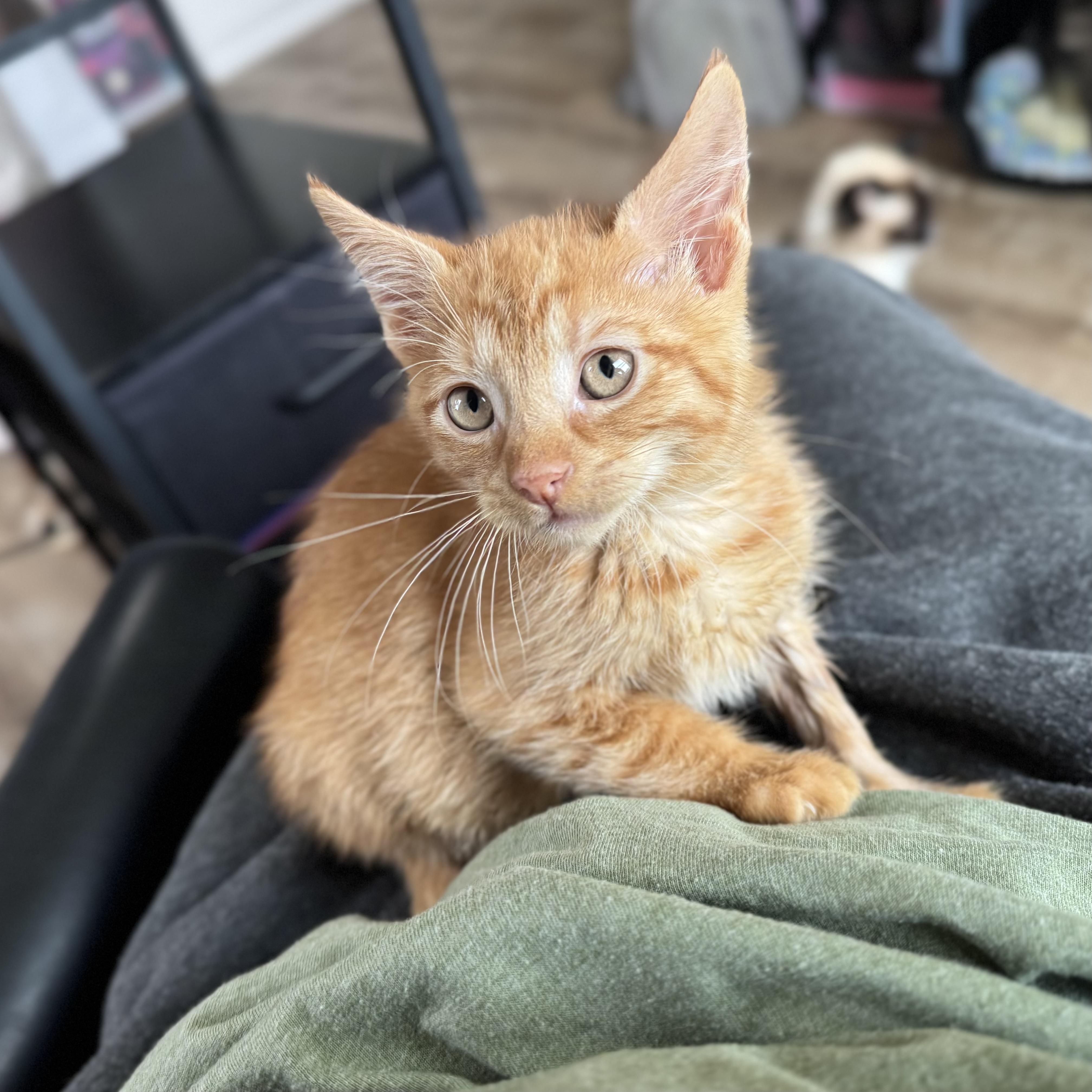 Enlarge Monte, a Adoptable Domestic Short Hair in China Township, MI image 3/6