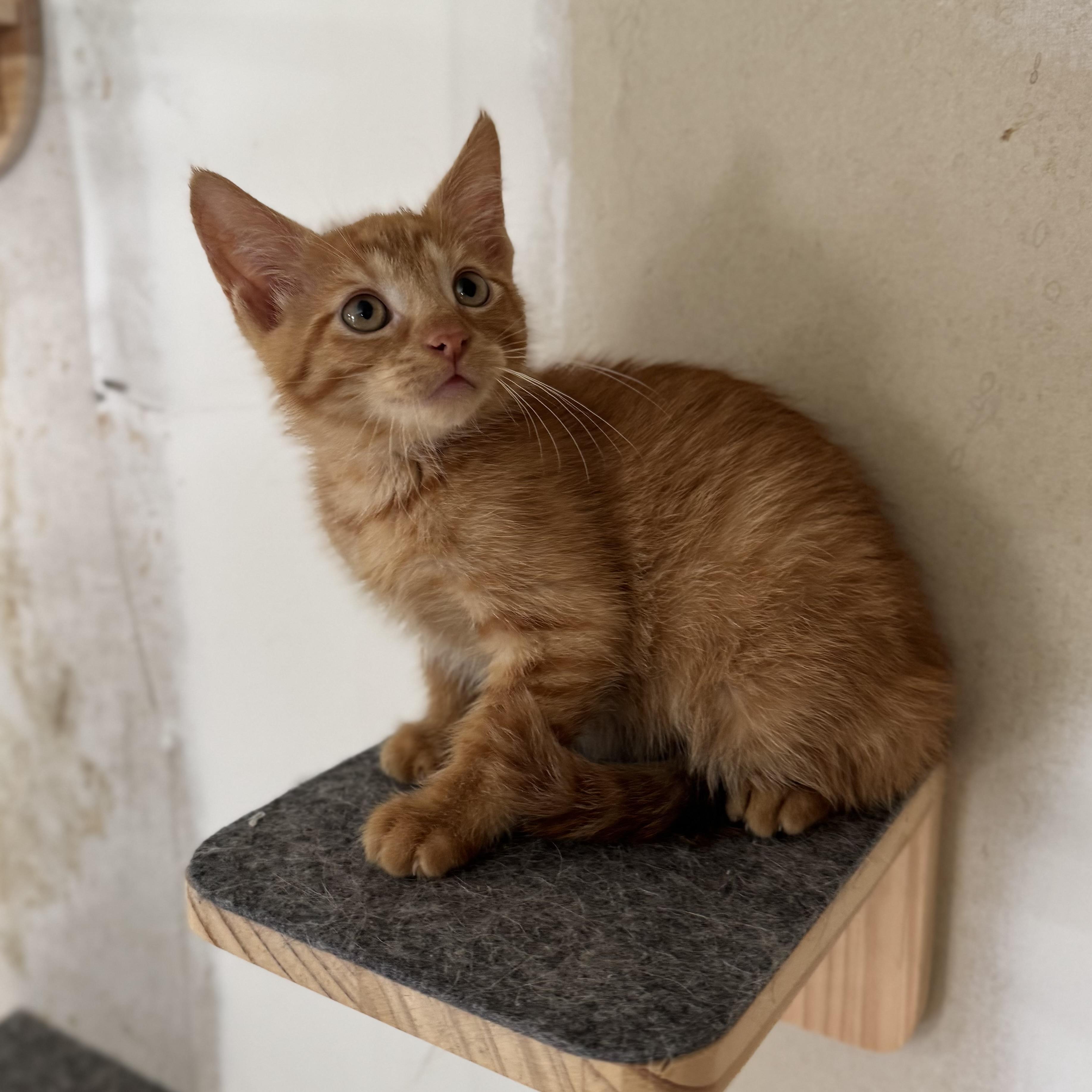 Enlarge Monte, a Adoptable Domestic Short Hair in China Township, MI image 4/6