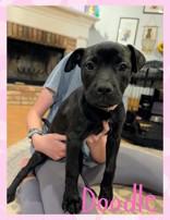 Enlarge Doodle, a ADOPTABLE mixed breed in Mobile, AL image 1/1