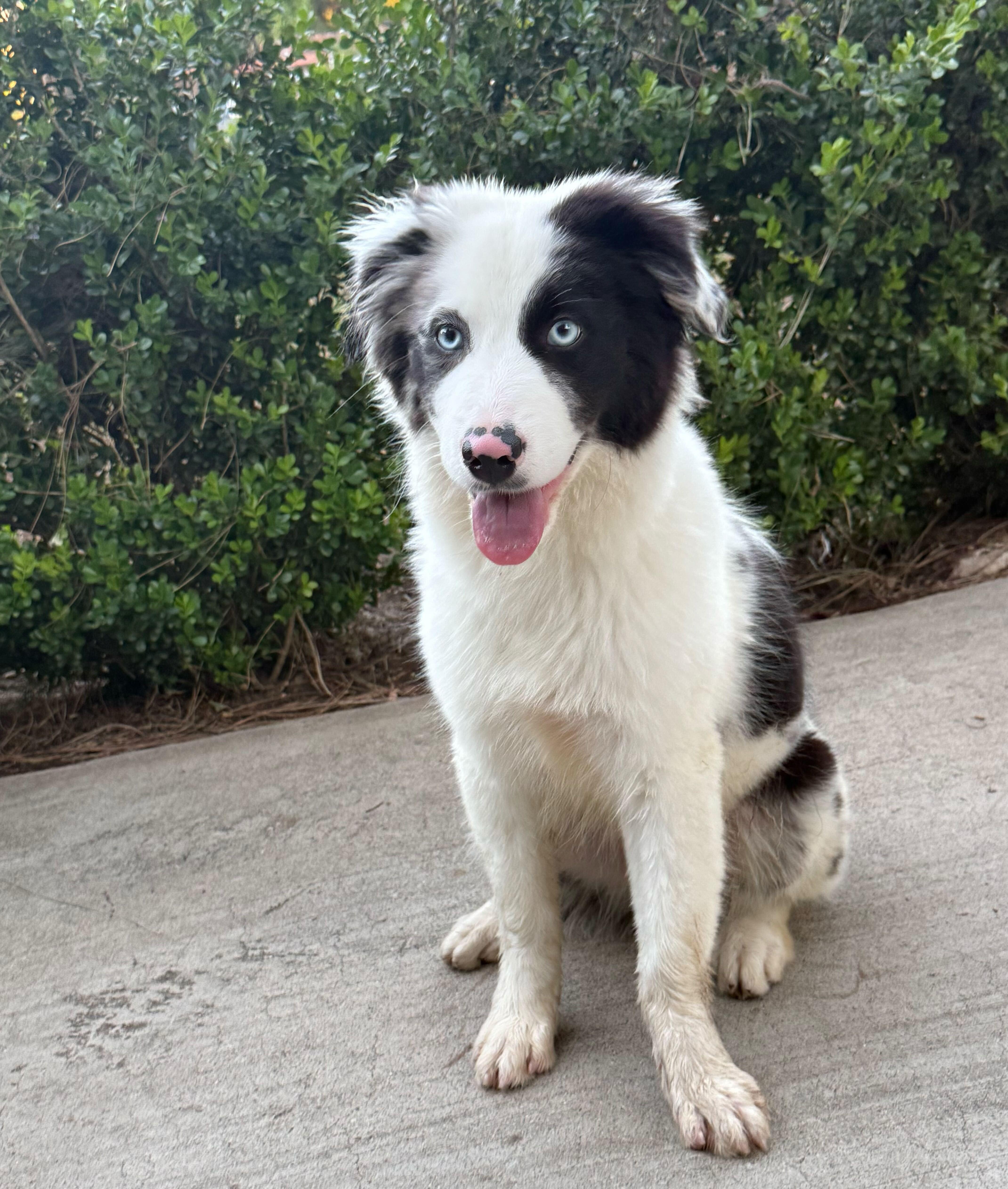 Chase, ADOPTABLE, Young Male Australian Shepherd.