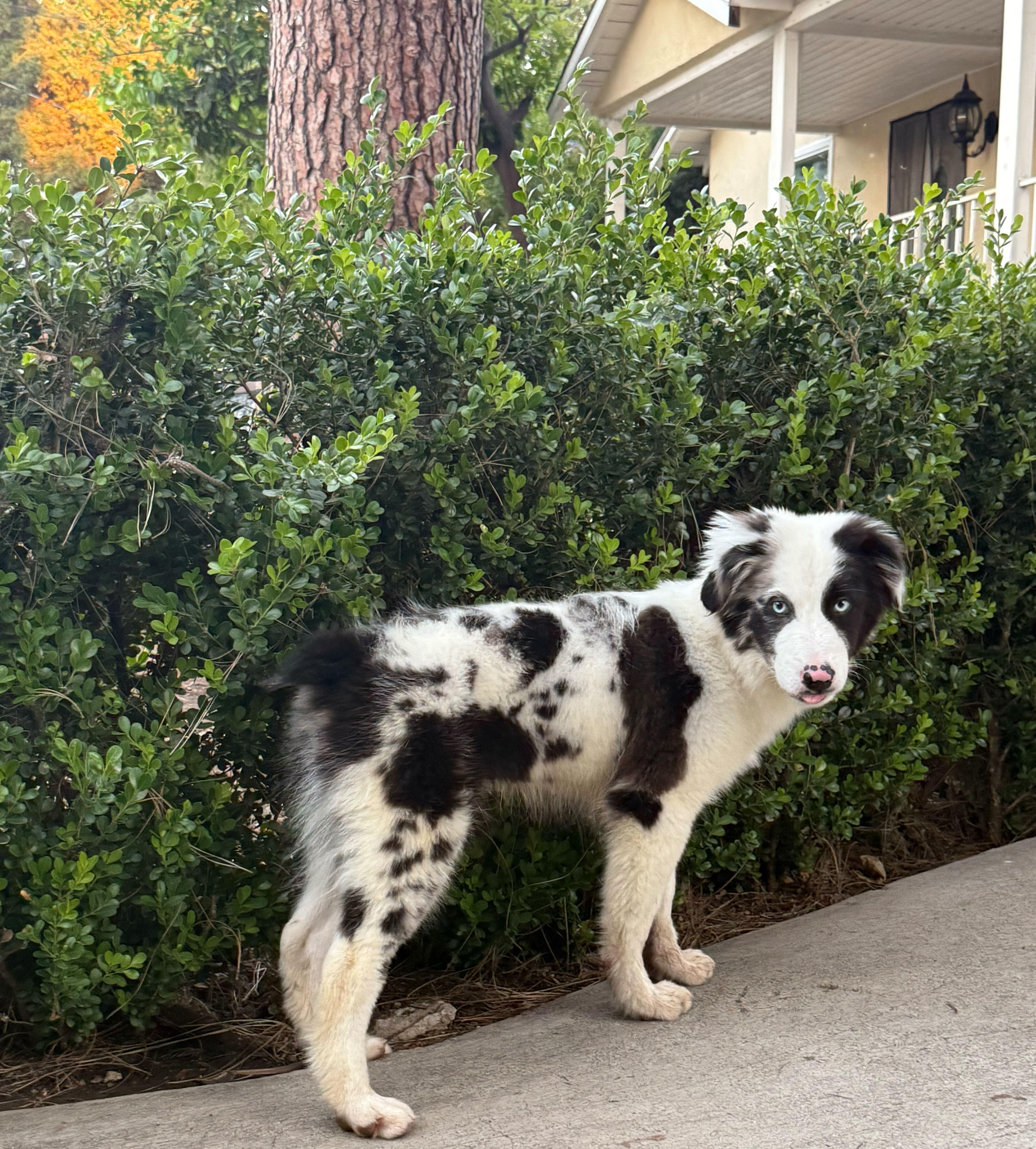 Enlarge Chase, a ADOPTABLE Australian Shepherd in West Hollywood, CA image 4/4
