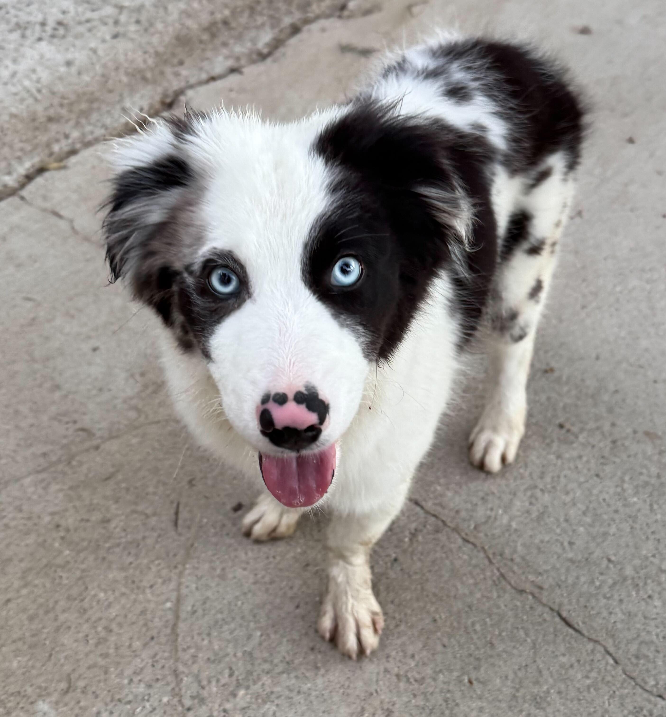 Enlarge Chase, a ADOPTABLE Australian Shepherd in West Hollywood, CA image 2/4