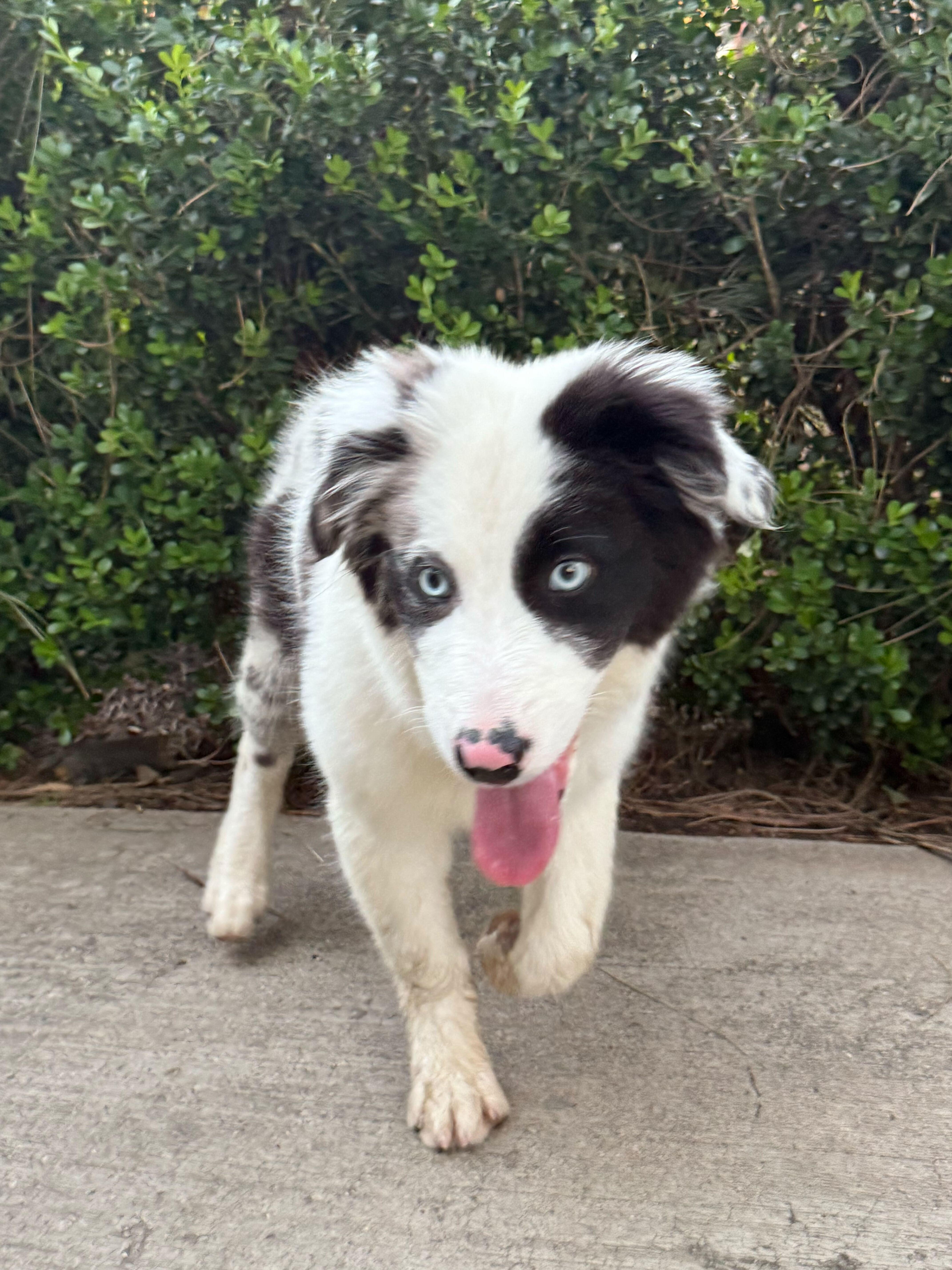 Enlarge Chase, a ADOPTABLE Australian Shepherd in West Hollywood, CA image 3/4