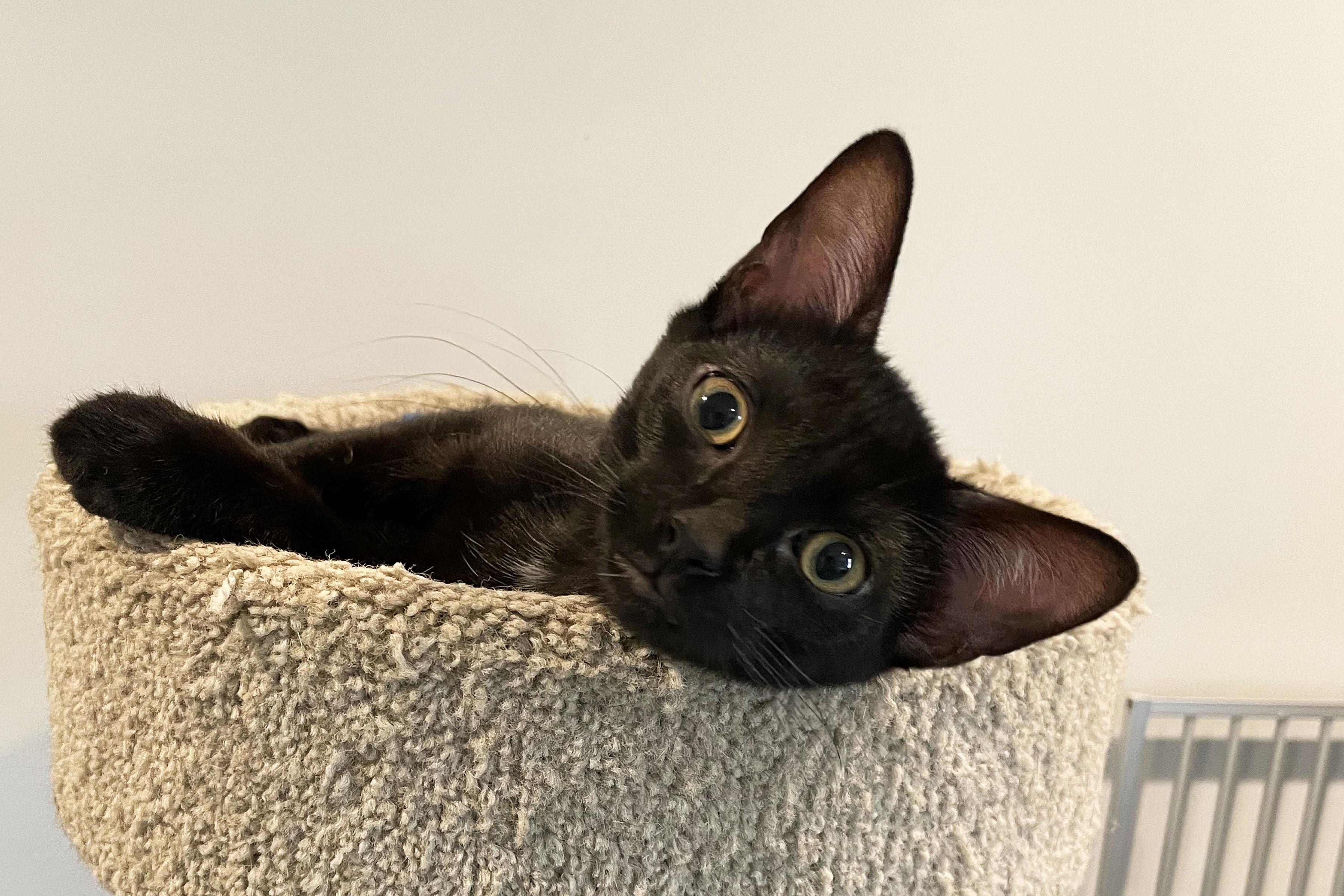 Scout, Adopted, Kitten Male Domestic Short Hair.